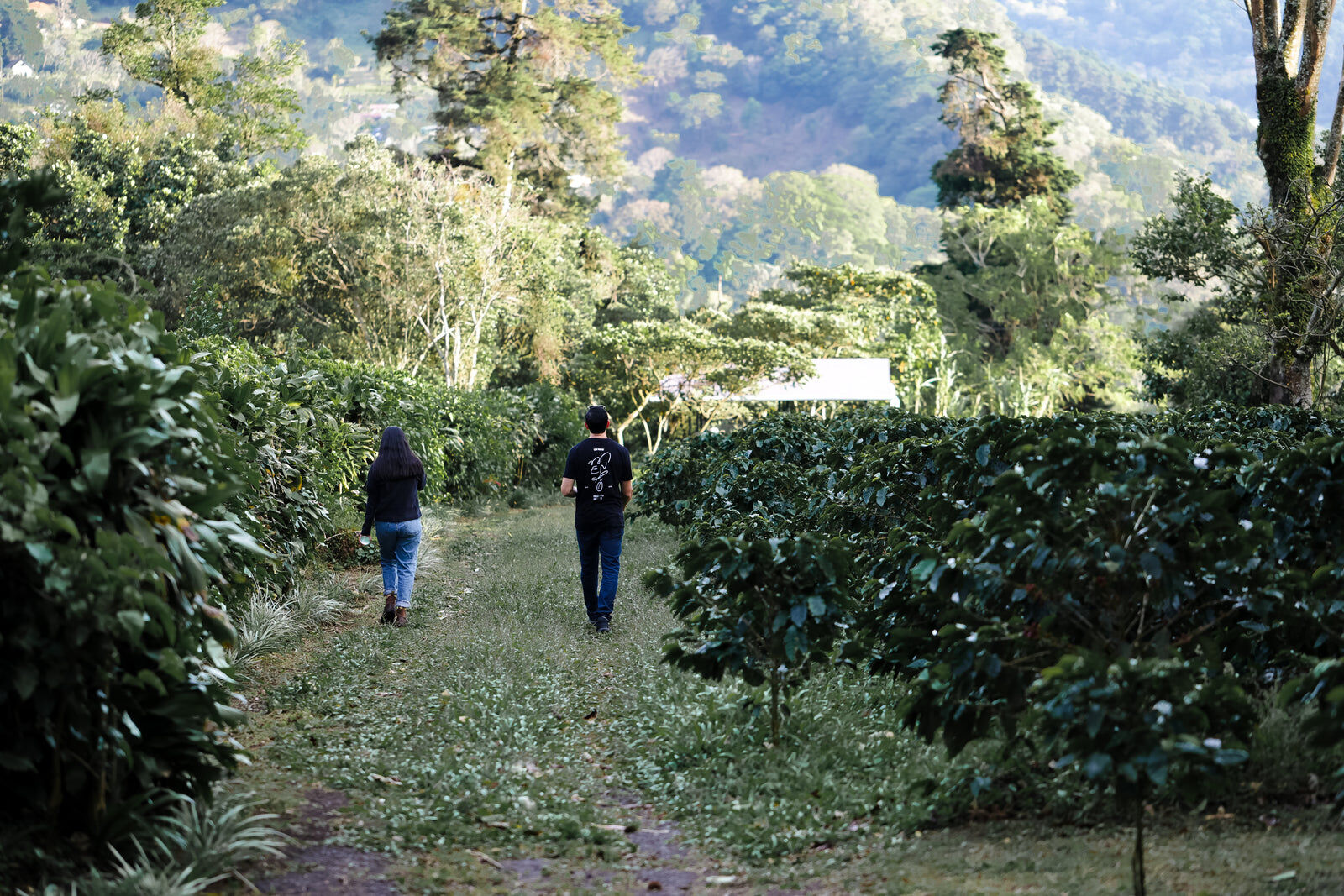 Walking the coffee rows in Boquete